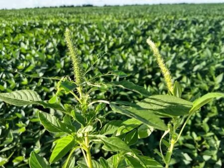 Sem registro no Tocantins, Adapec reforça prevenção e alerta produtores para praga que afeta a produção agrícola