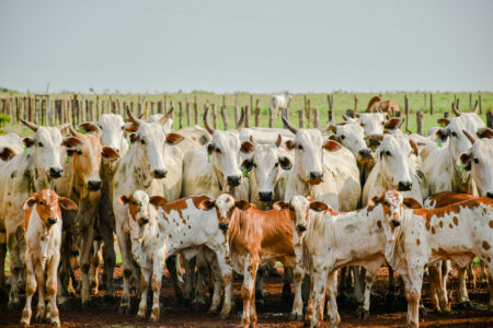 Adapec realiza primeiro curso técnico sobre rastreabilidade bovina no Tocantins
